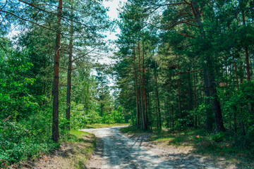 Fototapeta premium Forest scenery in Österlen, Sweden. Beautiful pine forest in Sweden