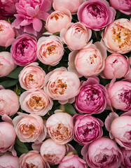 Picture, pattern, many closed peony buds