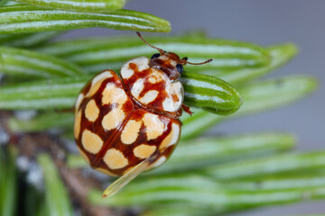 Ladybird Sospita vigintiguttata. A beautiful and not often seen ladybug. A beneficial beetle that eats plant pests in gardens and fields. © Tomasz