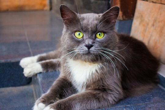 A beautiful domestic cat is resting on the floor , a gray Shorthair cat with green  eyes looking at the camera