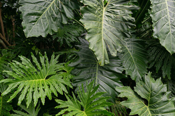 close up of a fern - 756412514