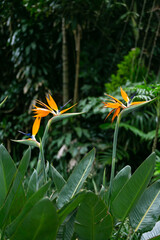 bird of paradise flowers - 756412535