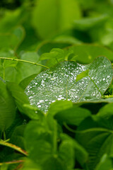 leaf with water drops - 756412541
