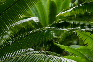 fern leaf in the forest - 756412551