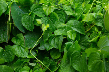 green leaves background - 756412555