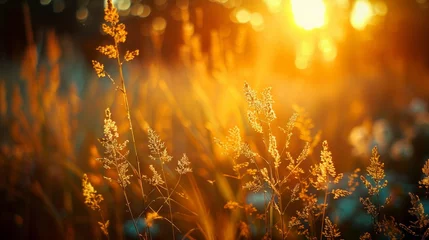 Foto op Plexiglas Backlit wild grass in a forest at sunset, abstract summer scene with vintage warmth. © vadymstock