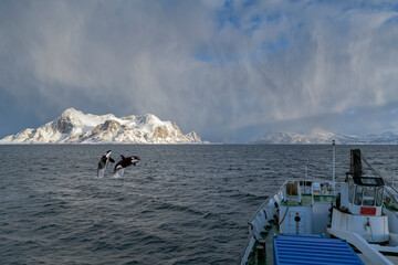 Spingende Orkas vor Expeditionsschiff im Nordpolarmeer