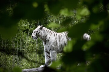 Tigre blanc sur un tronc 