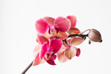 Fototapeta na wymiar Branch of a blooming pink orchid close-up on a white background. Beautiful details of tropical floral visuals. Mock up, close up