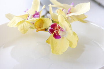 Yellow blooming orchid flowers on white plate. Elegant summer table décor, product display or design key visual layout. Mock up, close up