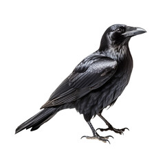 A raven isolated on transparent background
