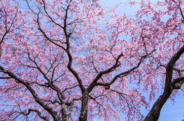 松前公園の桜
