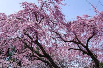 松前公園の桜