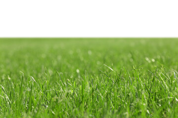 Meadow with bright green grass on white background