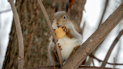 Close-up front view of a furry hungry squirrel eating a walnut in a city park. A squirrel with long whiskers on its face chews protein-rich food to survive in the winter forest.