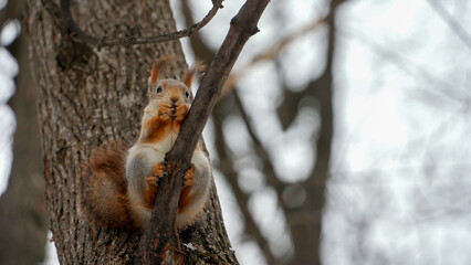 Portrait of a fluffy hungry squirrel eating food in the cold frosty wind in a city park. A red squirrel holds a nut in its paws and gnaws it, it is very cold, the wind blows its fur.