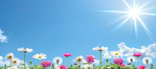 Delicate white and pink daisies and golden dandelions in sunlit field with clear blue sky for text