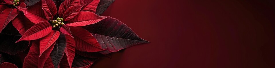 A festive poinsettia blooms against a rich burgundy background, a classic symbol of the season, with space for your message.