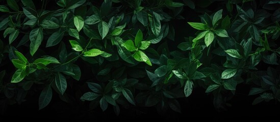 A striking image of a dense jungle landscape at midnight, with numerous green leaves on a black...