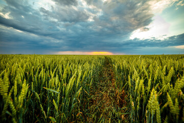 Striking cloudscape at sunset over a vibrant green wheat field with leading lines