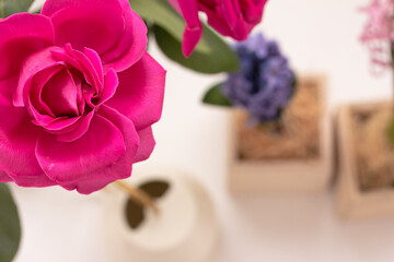 Top view of a pink blooming rose flower on blurred floral background. Spring break, summer concept. Fresh flowers for home. Home Ecology