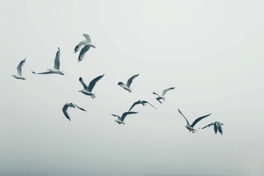 flock of birds fly together in the air