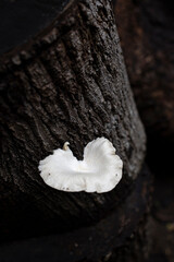 Close up of the mushroom