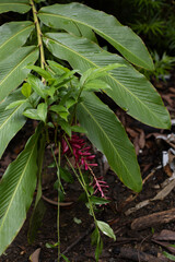Tropical plant