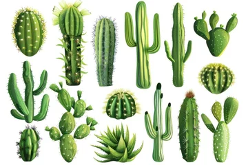 Deurstickers Cactus large set of colorful cactus plants