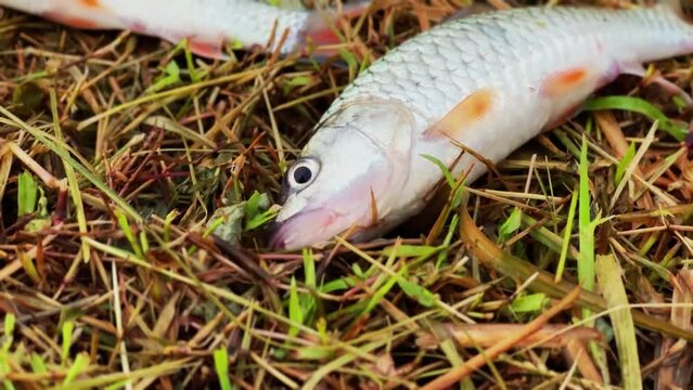 Fish cought and landed on the grass from fresh water.  Newly caught fish wiggling. Fishing Hampala. Hampala macrolepidota