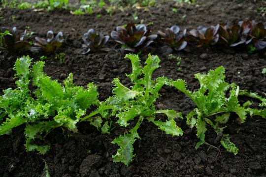 sprouts of green and red lettuce in open ground