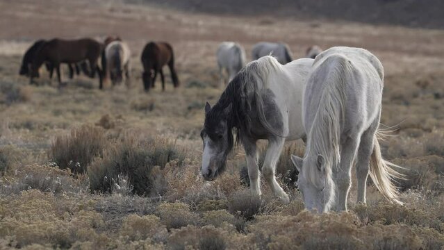 Wild horses grazing in the Utah West desert as the wind blows in slow motion.