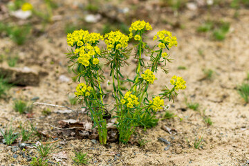 Zypressen-Wolfsmilch (Euphorbia cyparissias)	