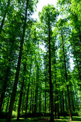 Fototapeta na wymiar 初夏の緑あふれるメタセコイアの並木の風景シーン