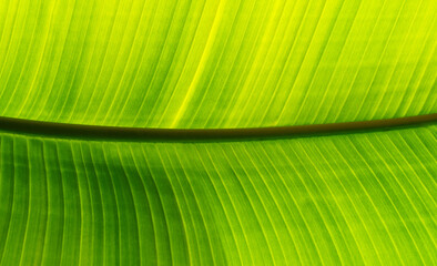 Banana leaf of backlight background, palm leaf texture close up  - 756430117