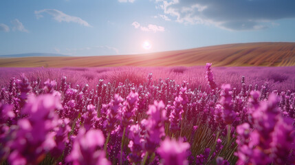 Fototapeta premium The sun dips below the horizon, casting a warm glow over rolling hills of purple lavender, creating a picturesque and calming landscape.