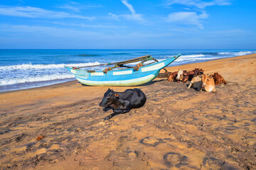 Fishing boat and cows calmly lying on beach.
