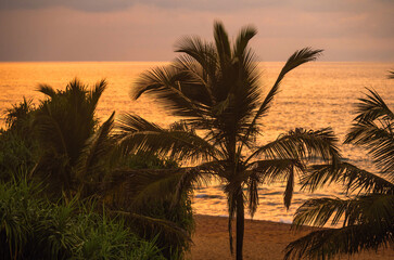 Palm tree on beach, golden illumination of sea, sunset. - 756431925