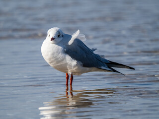 Möwe