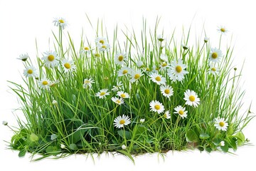 Grass and daisies in spring isolated using clipping path and alpha channel - obrazy, fototapety, plakaty