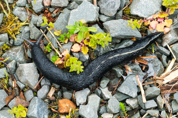 Schwarze Schnegel (Limax cinereoniger)	