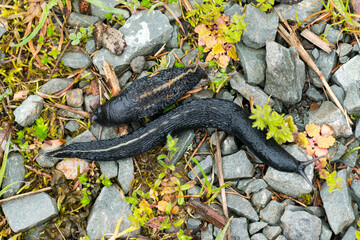 Schwarze Schnegel (Limax cinereoniger)	