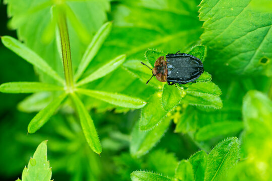 Rothalsige Silphe (Oiceoptoma thoracicum)	