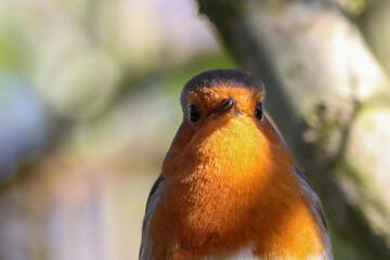 A beautiful closeup of a Robin in the forest