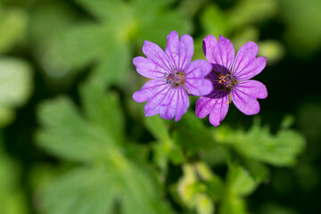 Pyrenäen-Storchschnabel (Geranium pyrenaicum)