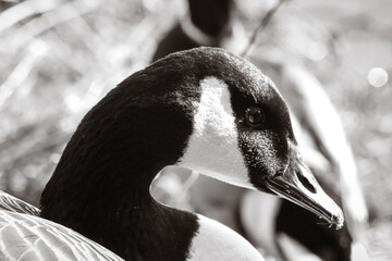 A beautiful animal portrait of a Canadian Goose