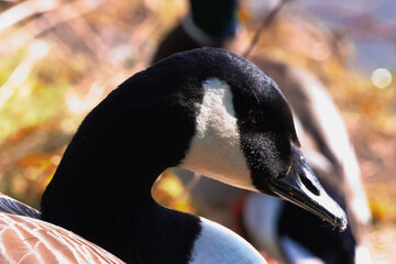 A beautiful animal portrait of a Canadian Goose