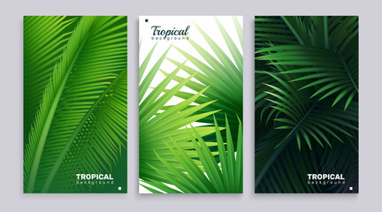 Realistic Palm tree cards set
