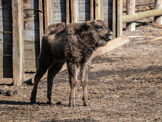 Fototapeta premium Bison