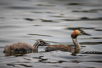 An adult great crested grebe with its chick swims in the water perpendicular to the camera lens on a spring evening